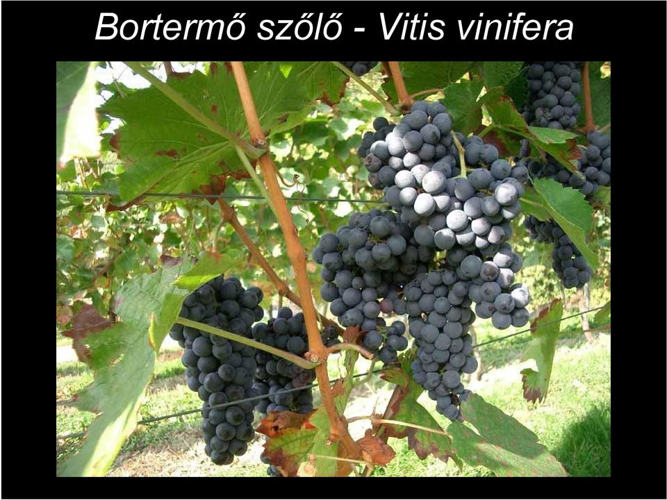 Vitis