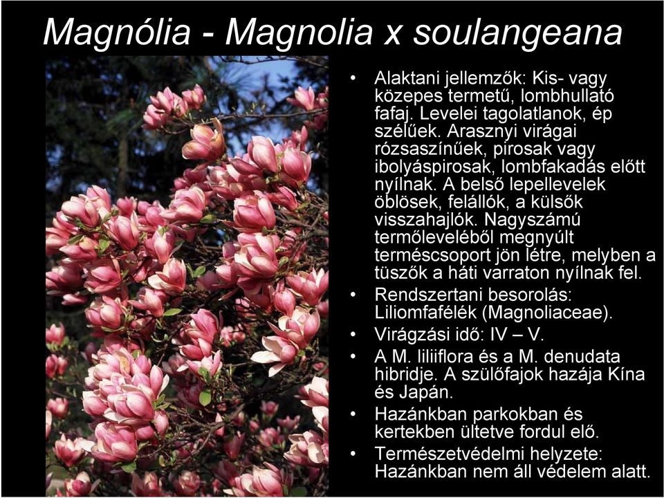 Nagyszámú termőleveléből megnyúlt terméscsoport jön létre, melyben a tüszők a háti varraton nyílnak fel. Rendszertani besorolás: Liliomfafélék (Magnoliaceae).