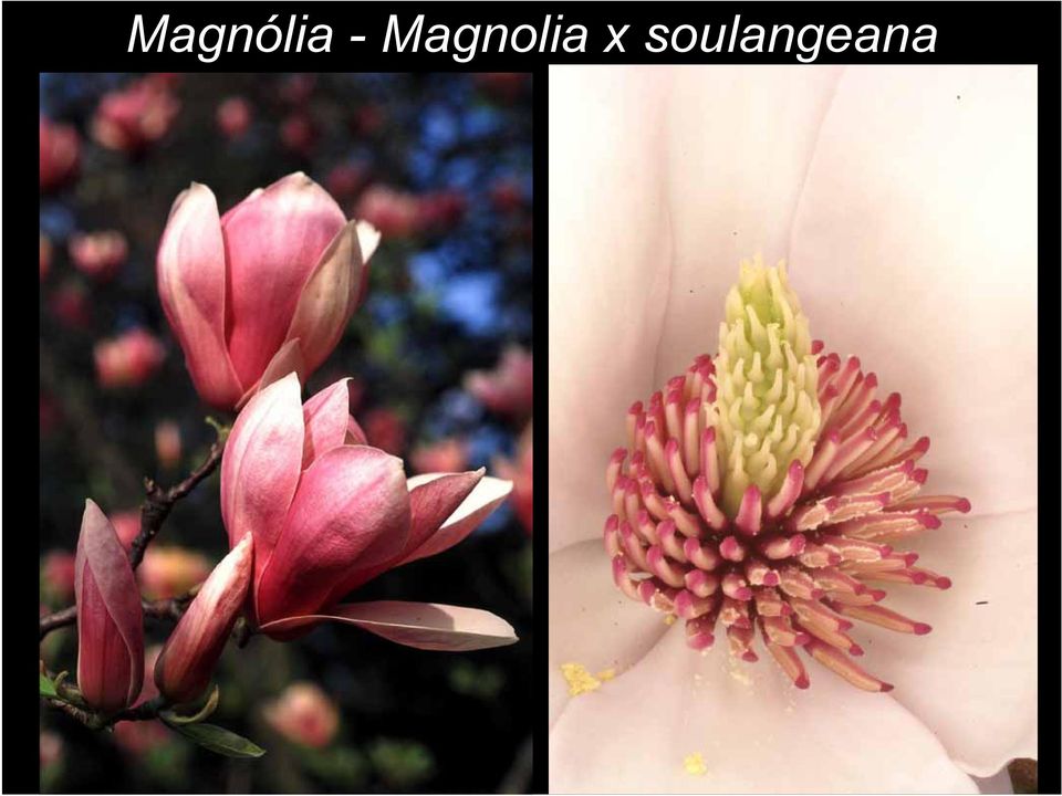 Magnolia