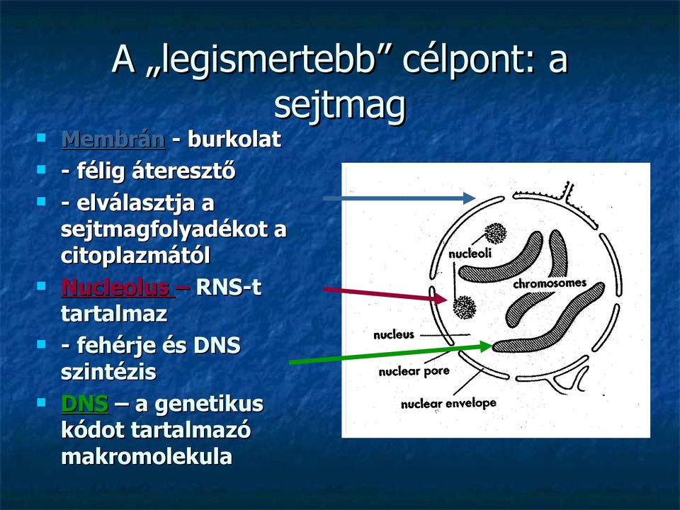 citoplazmától Nucleolus RNS-t tartalmaz - fehérje és