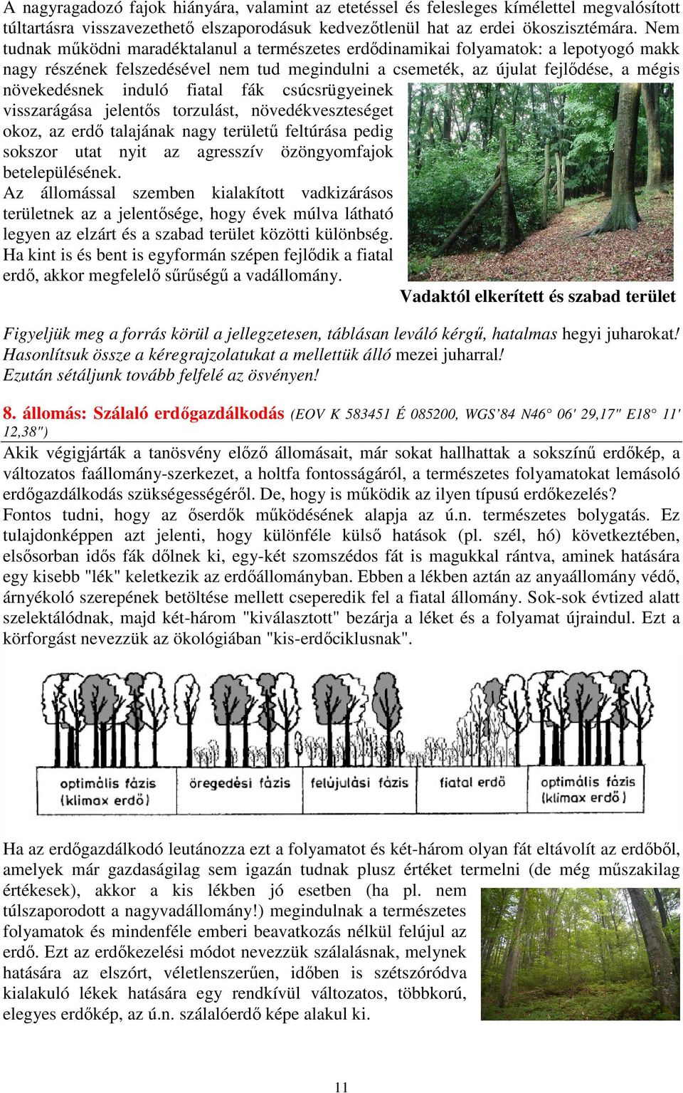 fiatal fák csúcsrügyeinek visszarágása jelentıs torzulást, növedékveszteséget okoz, az erdı talajának nagy területő feltúrása pedig sokszor utat nyit az agresszív özöngyomfajok betelepülésének.