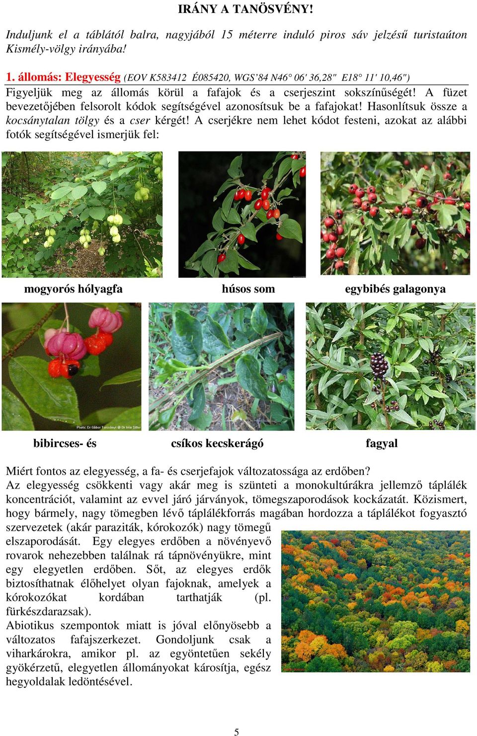 állomás: Elegyesség (EOV K583412 É085420, WGS 84 N46 06' 36,28" E18 11' 10,46") Figyeljük meg az állomás körül a fafajok és a cserjeszint sokszínőségét!