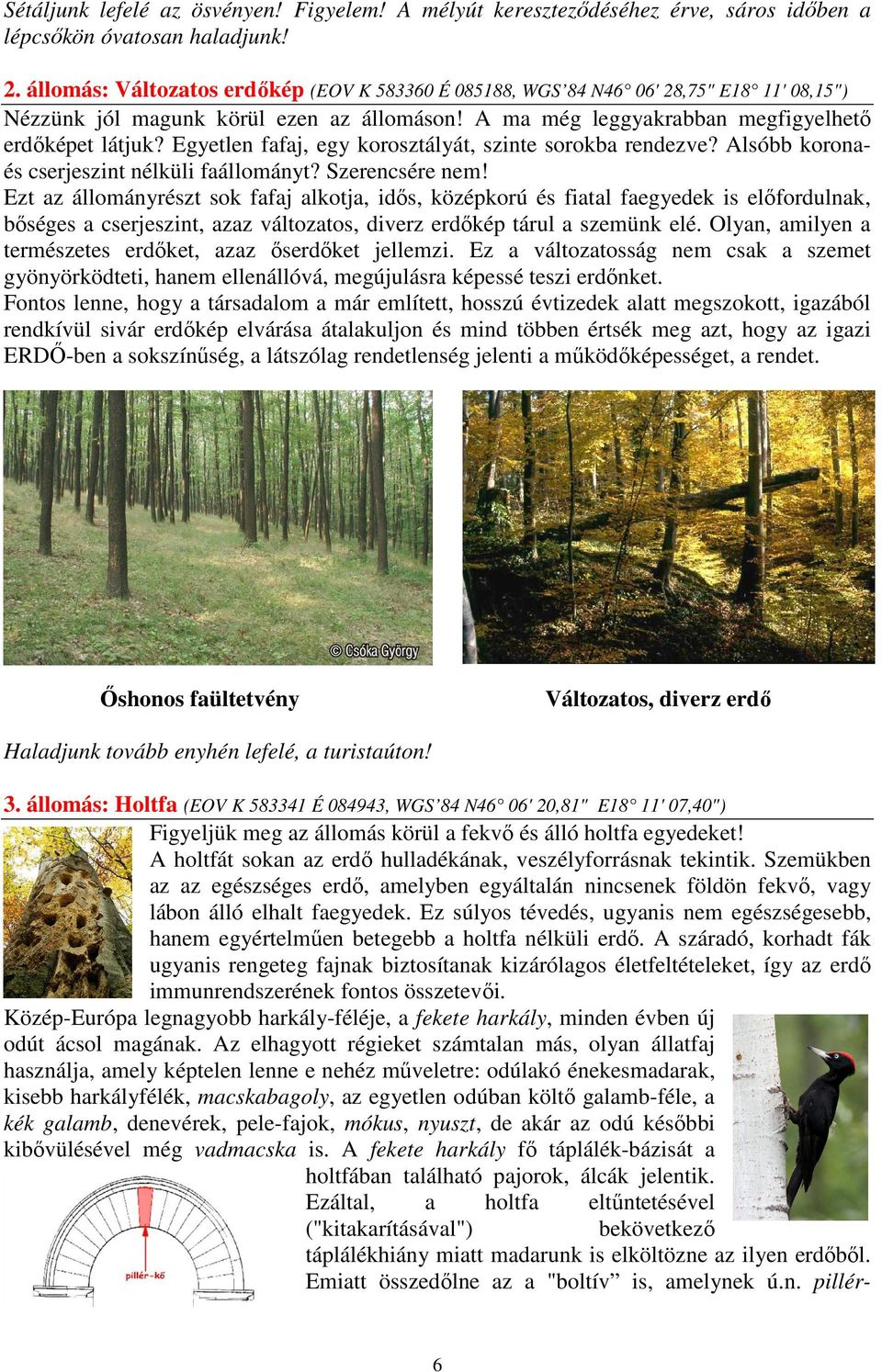 Egyetlen fafaj, egy korosztályát, szinte sorokba rendezve? Alsóbb koronaés cserjeszint nélküli faállományt? Szerencsére nem!