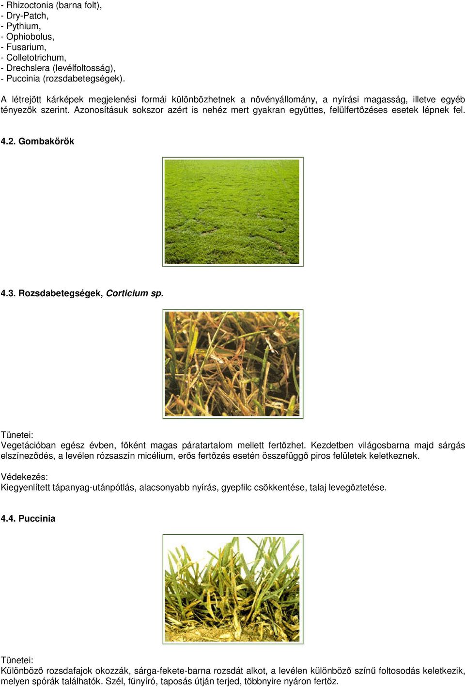 Azonosításuk sokszor azért is nehéz mert gyakran együttes, felülfertőzéses esetek lépnek fel. 4.2. Gombakörök 4.3. Rozsdabetegségek, Corticium sp.