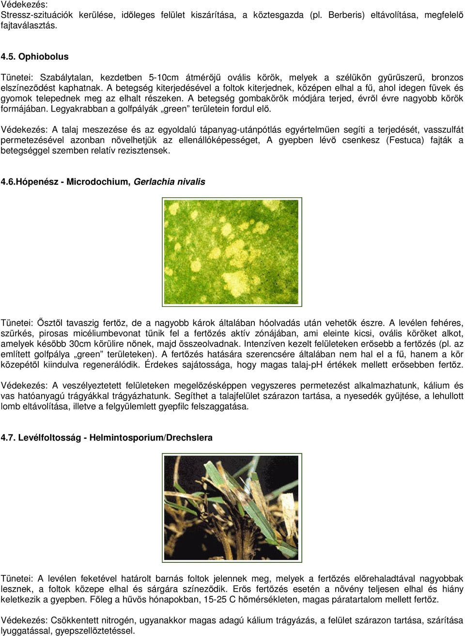 A betegség kiterjedésével a foltok kiterjednek, középen elhal a fű, ahol idegen füvek és gyomok telepednek meg az elhalt részeken.
