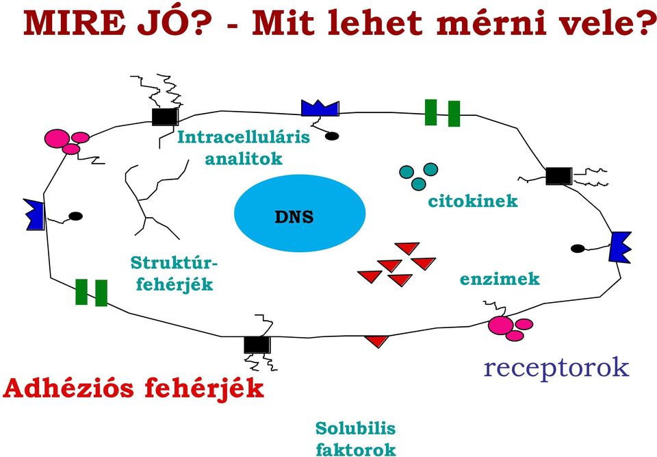 citokinek Struktúrfehérjék enzimek