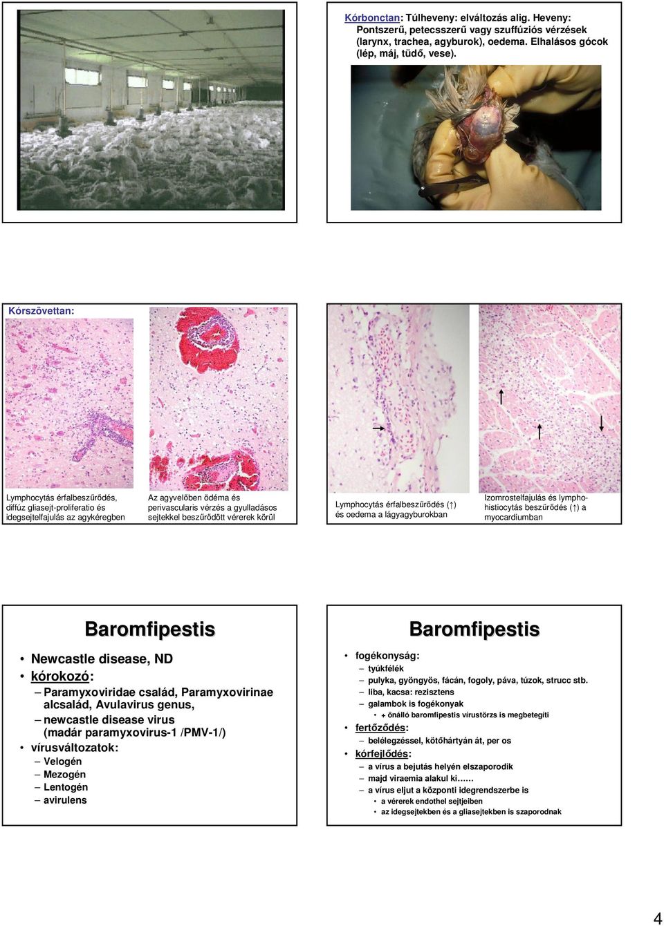 körül Lymphocytás érfalbeszőrıdés ( ) és oedema a lágyagyburokban Izomrostelfajulás és lymphohistiocytás beszőrıdés ( ) a myocardiumban Newcastle disease, ND Paramyxoviridae család, Paramyxovirinae