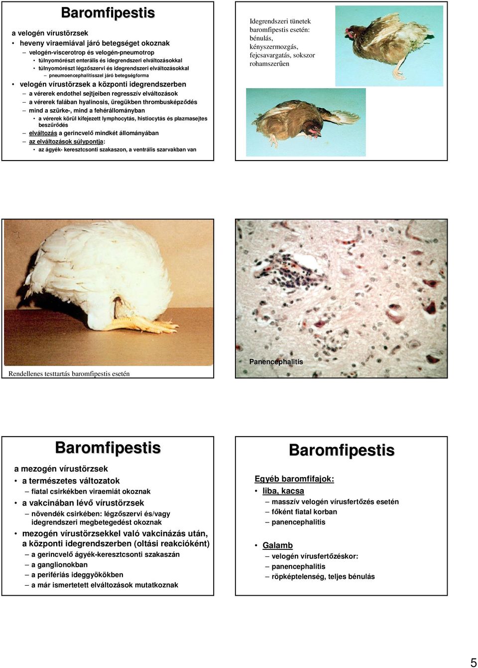 hyalinosis, üregükben thrombusképzıdés mind a szürke-, mind a fehérállományban a vérerek körül kifejezett lymphocytás, histiocytás és plazmasejtes beszőrıdés elváltozás a gerincvelı mindkét