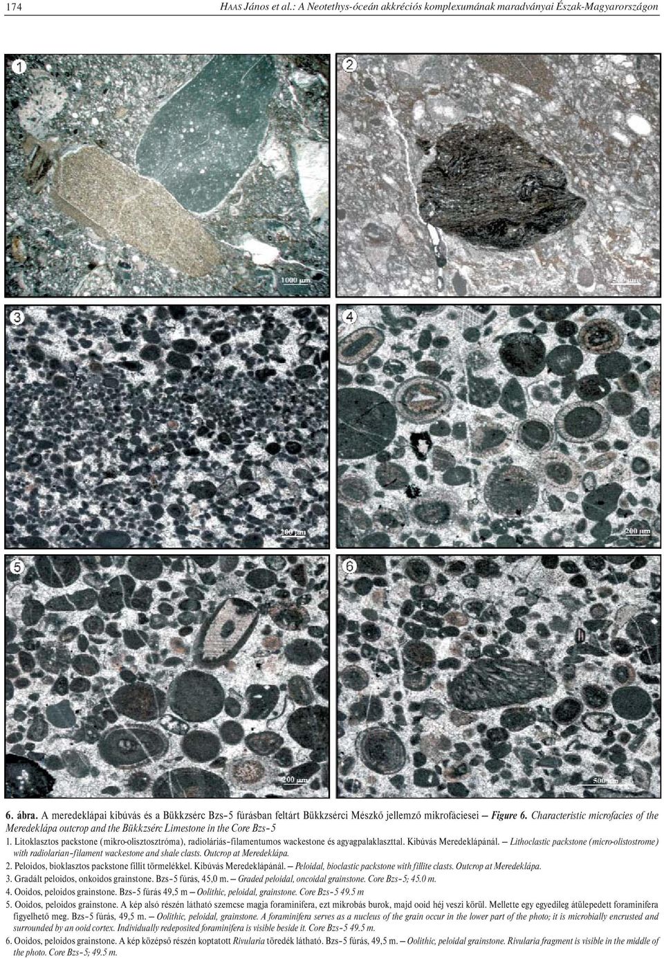 Characteristic microfacies of the Meredeklápa outcrop and the Bükkzsérc Limestone in the Core Bzs 5 1.