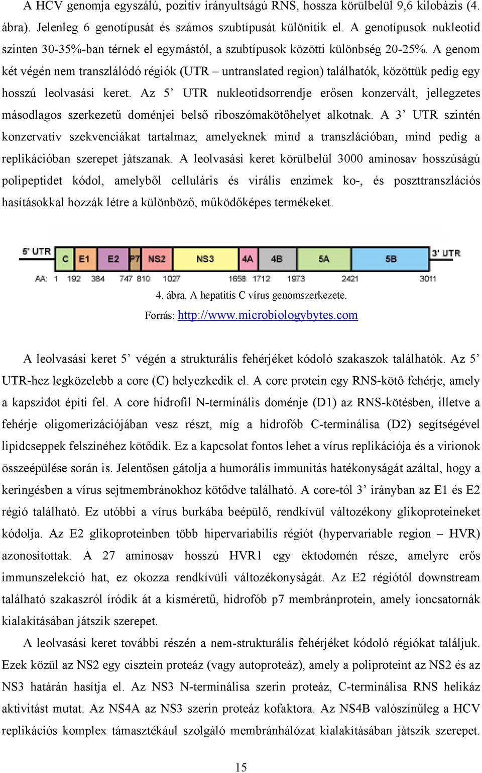 A genom két végén nem transzlálódó régiók (UTR untranslated region) találhatók, közöttük pedig egy hosszú leolvasási keret.