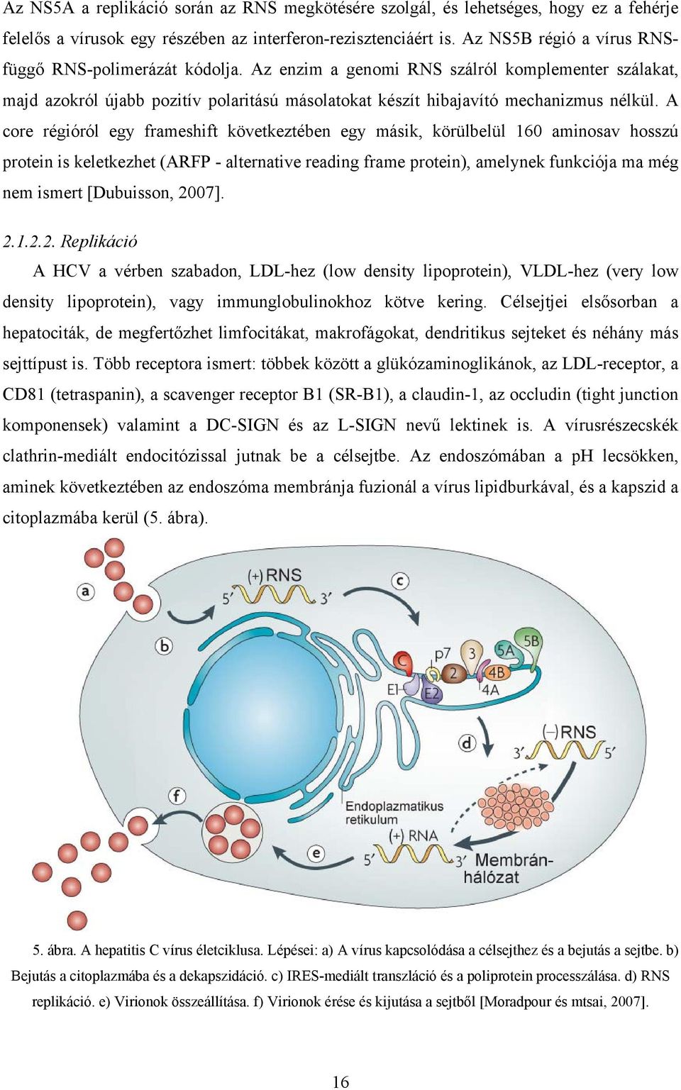 A core régióról egy frameshift következtében egy másik, körülbelül 160 aminosav hosszú protein is keletkezhet (ARFP - alternative reading frame protein), amelynek funkciója ma még nem ismert