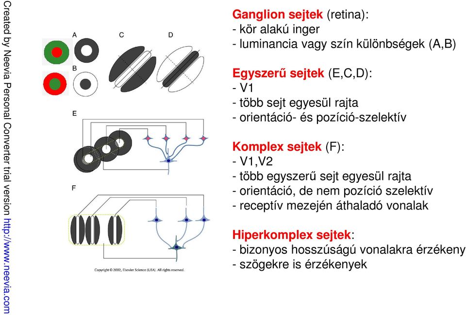 (F): - V1,V2 - több egyszerű sejt egyesül rajta - orientáció, de nem pozíció szelektív - receptív