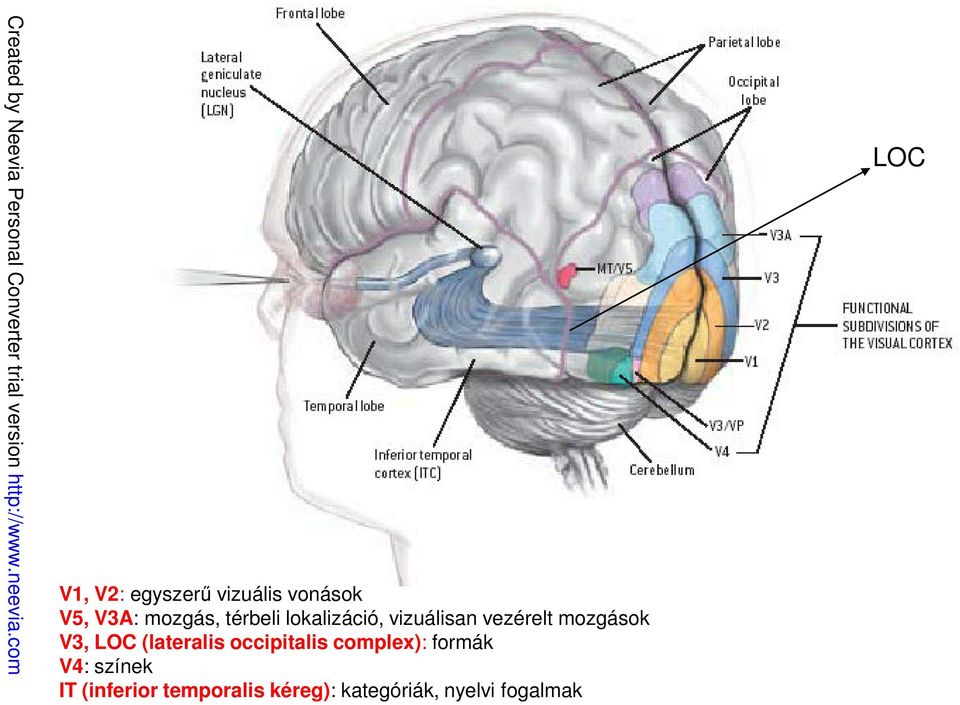 LOC (lateralis occipitalis complex): formák V4: színek