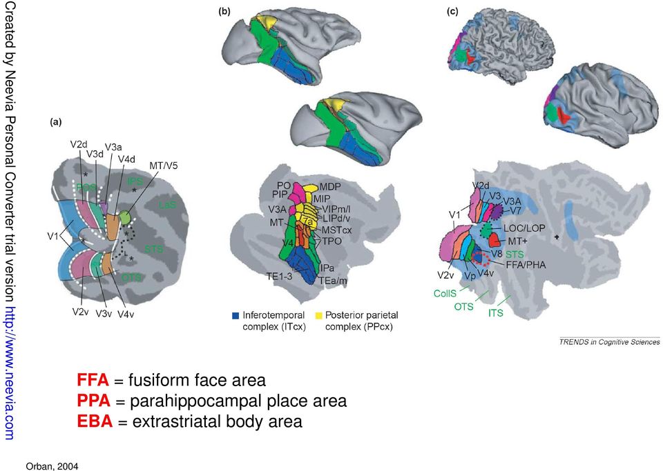 extrastriatal body area Orban, 2004