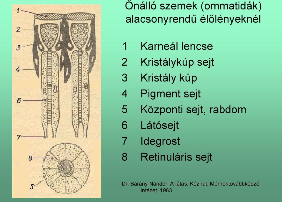 Központi sejt, rabdom 6 Látósejt 7 Idegrost 8 Retinuláris sejt