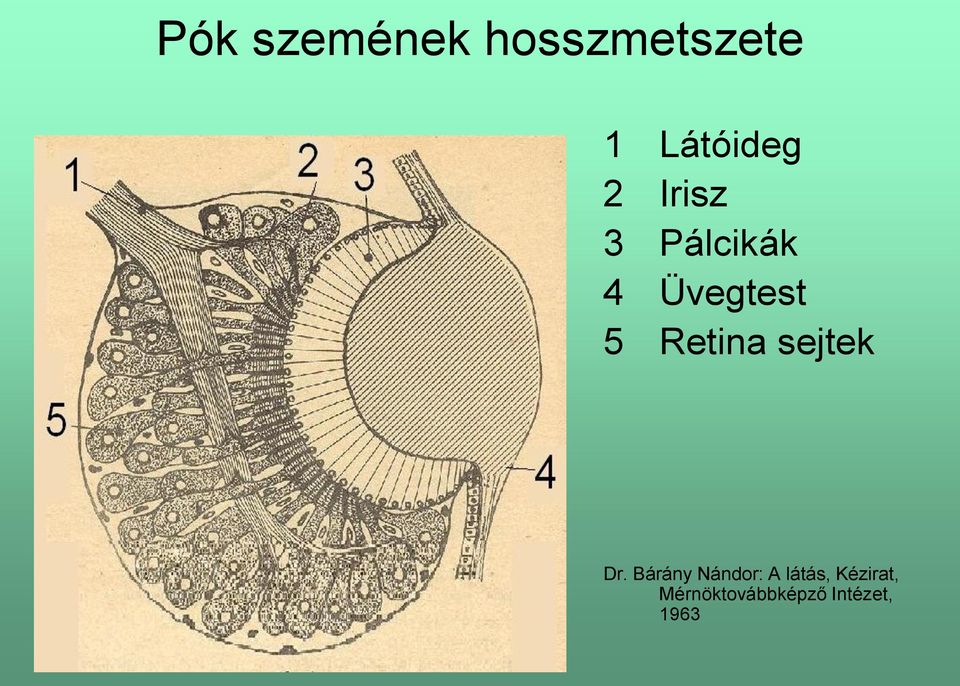 Retina sejtek Dr.