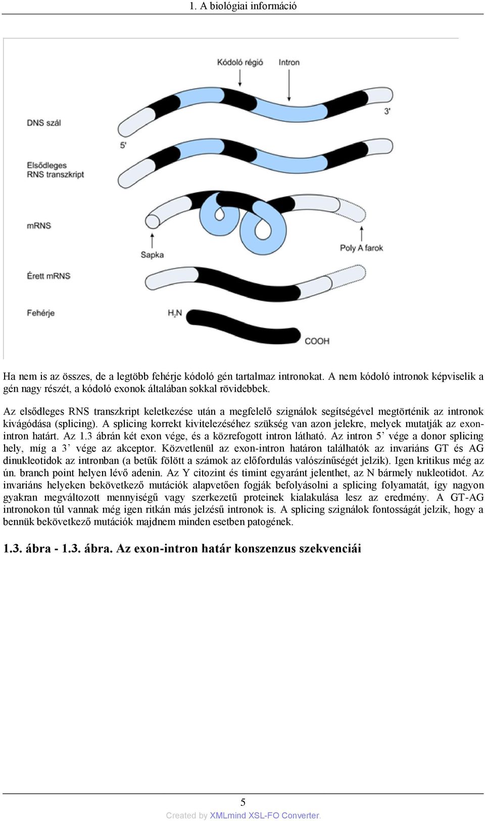 A splicing korrekt kivitelezéséhez szükség van azon jelekre, melyek mutatják az exonintron határt. Az 1.3 ábrán két exon vége, és a közrefogott intron látható.