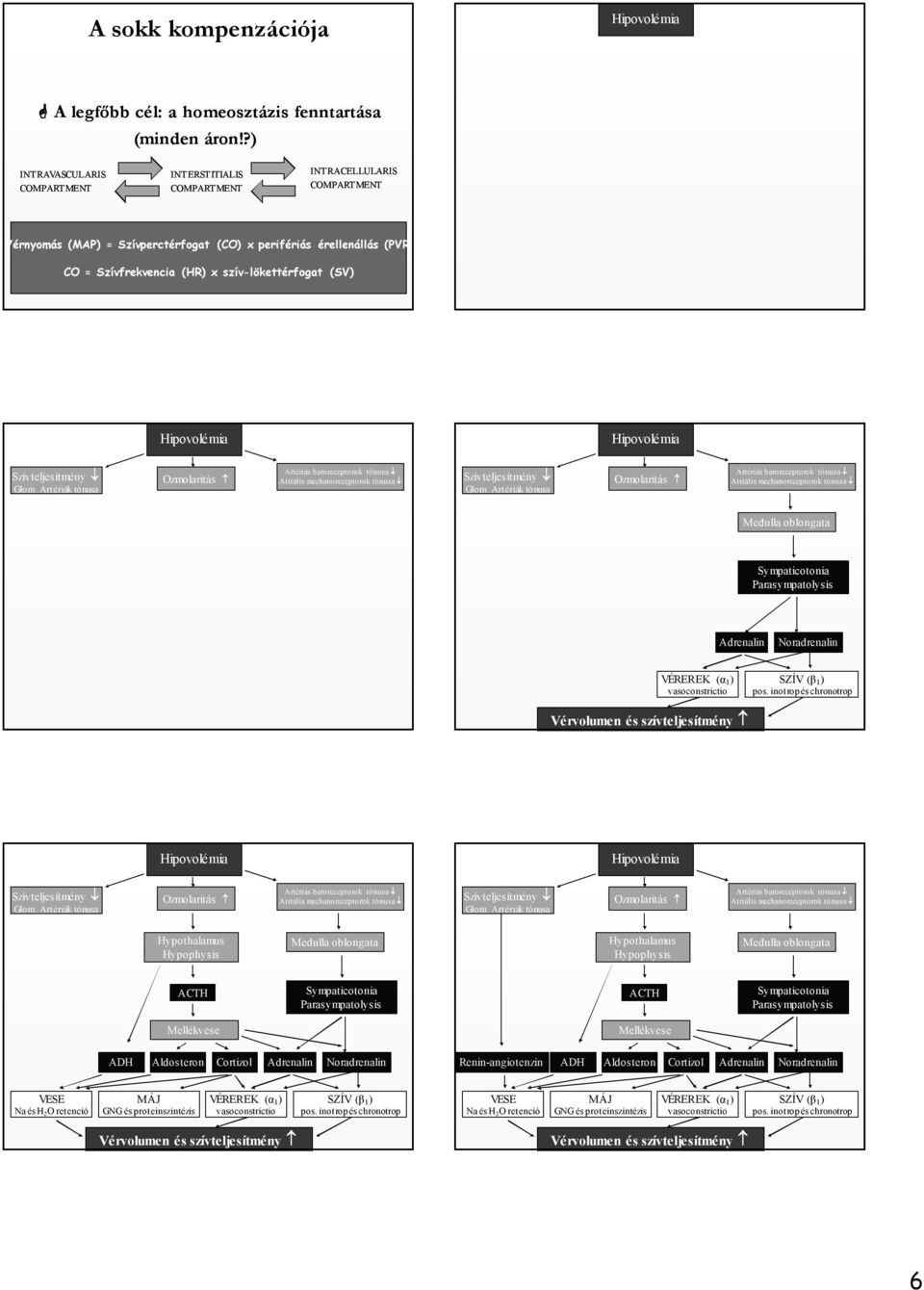 szív-lökettérfogat (SV) Hipovolémia Hipovolémia Szívteljesítmény Glom. Artériák tónusa Ozmolaritás Artériás baroreceptorok tónusa Atriális mechanoreceptorok tónusa Szívteljesítmény Glom.