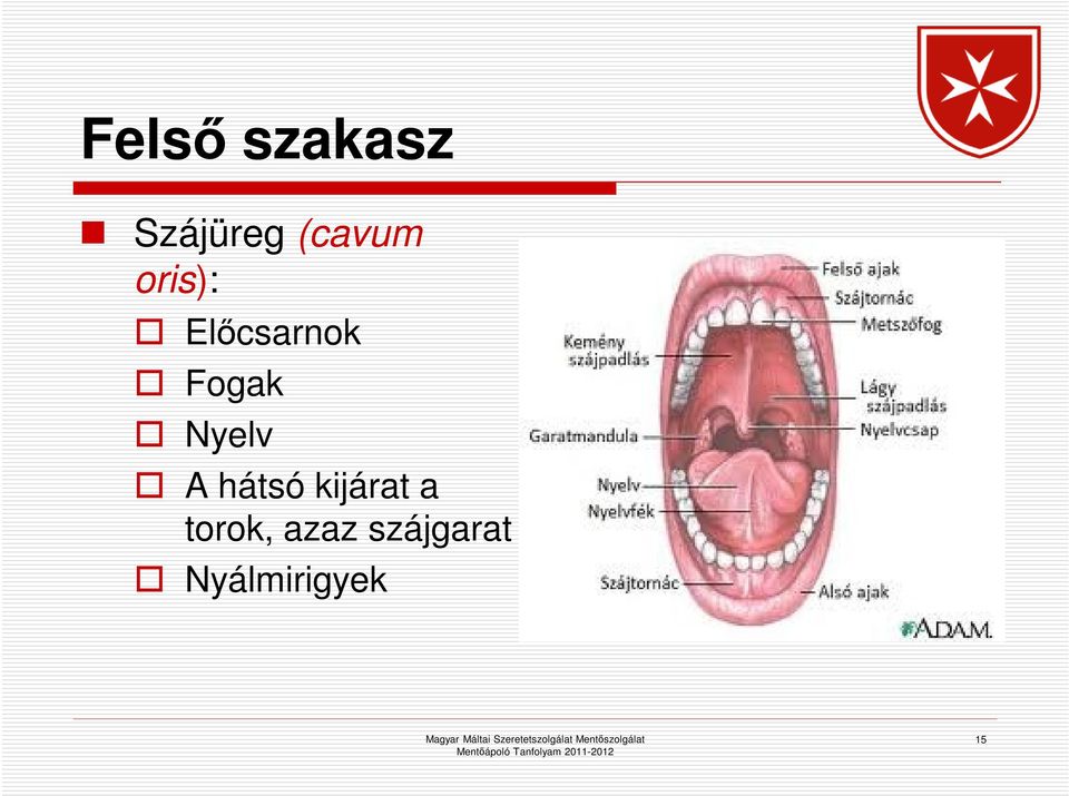 Fogak Nyelv A hátsó kijárat