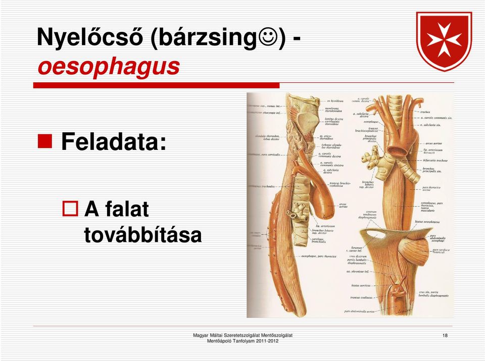 oesophagus