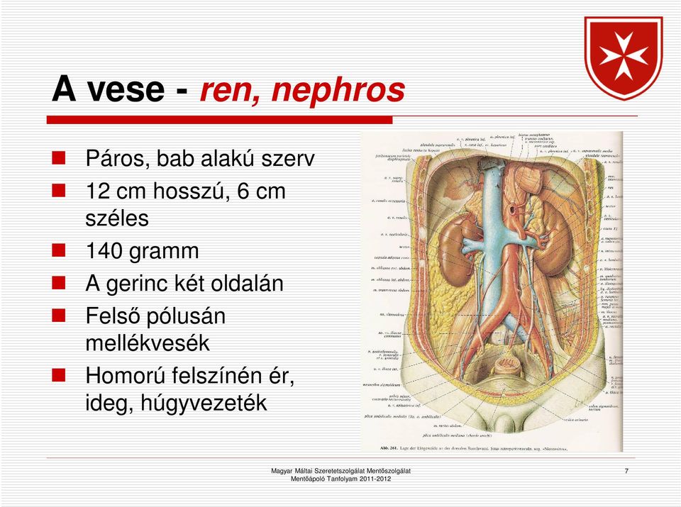 A gerinc két oldalán Felső pólusán