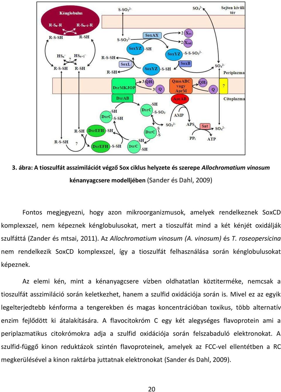 roseopersicina nem rendelkezik SoxCD komplexszel, így a tioszulfát felhasználása során kénglobulusokat képeznek.