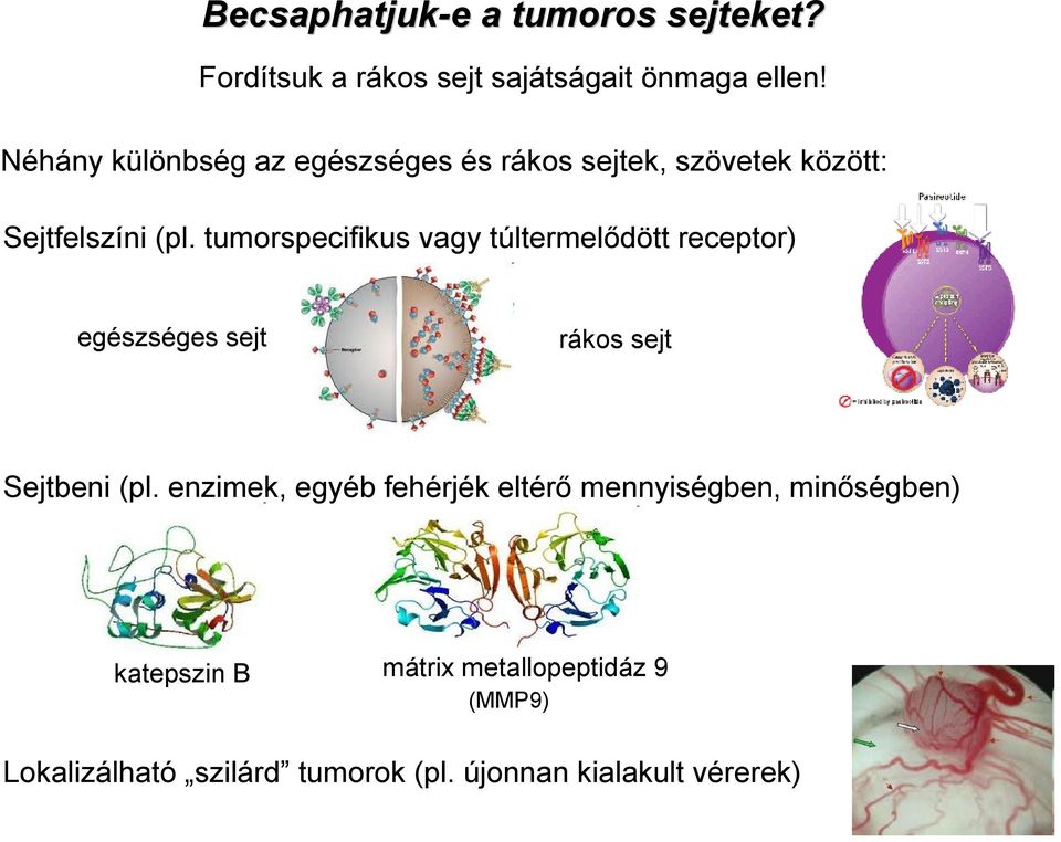 tumorspecifikus vagy túltermelődött receptor) egészséges sejt rákos sejt Sejtbeni (pl.