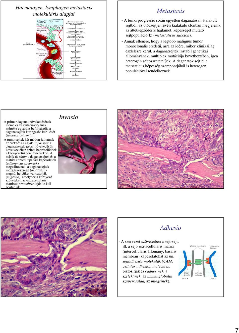 - Annak ellenére, hogy a legtöbb malignus tumor monoclonalis eredető, arra az idıre, mikor klinikailag észlelésre kerül, a daganatsejtek instabil genetikai állományának, multiplex mutációja