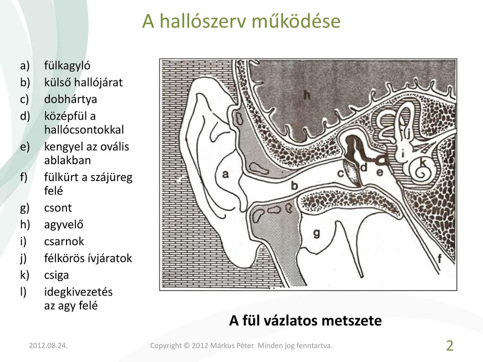 fülkürt a szájüreg felé g) csont h) agyvelő i) csarnok j) félkörös