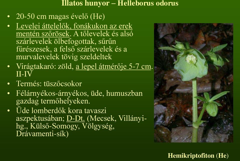 Virágtakaró: zöld, a lepel átmérője 5-7 cm.