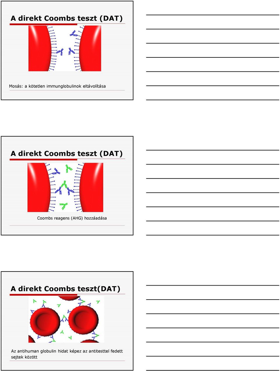 Coombs reagens (AHG) hozzáadása A direkt Coombs teszt(dat)