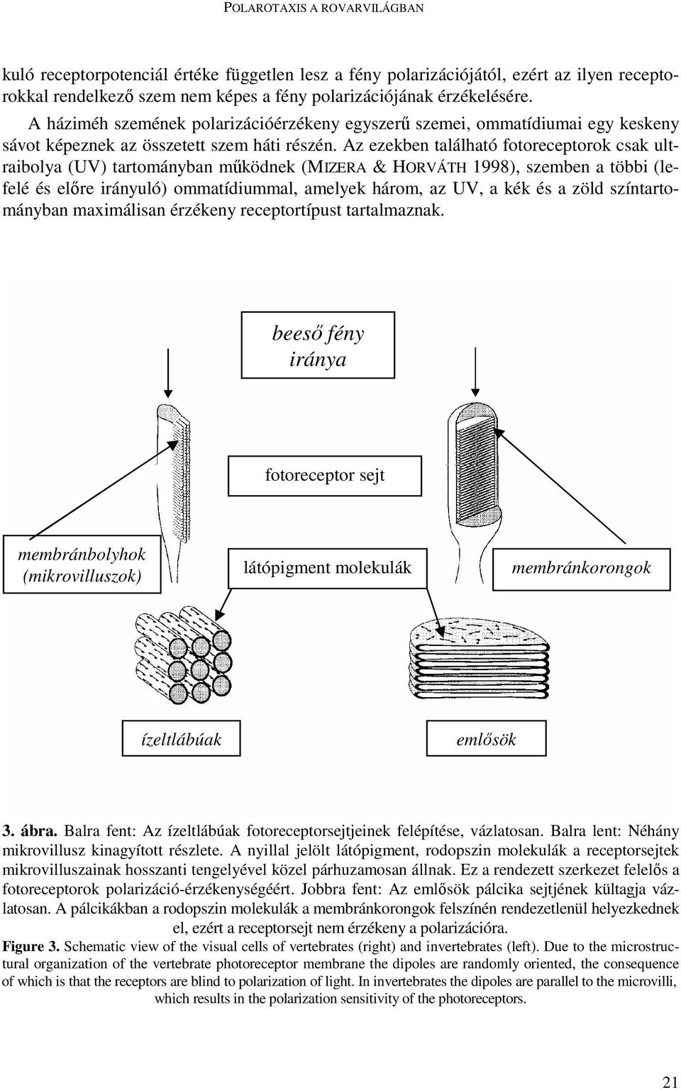 Az ezekben található fotoreceptorok csak ultraibolya (UV) tartományban mőködnek (MIZERA & HORVÁTH 1998), szemben a többi (lefelé és elıre irányuló) ommatídiummal, amelyek három, az UV, a kék és a