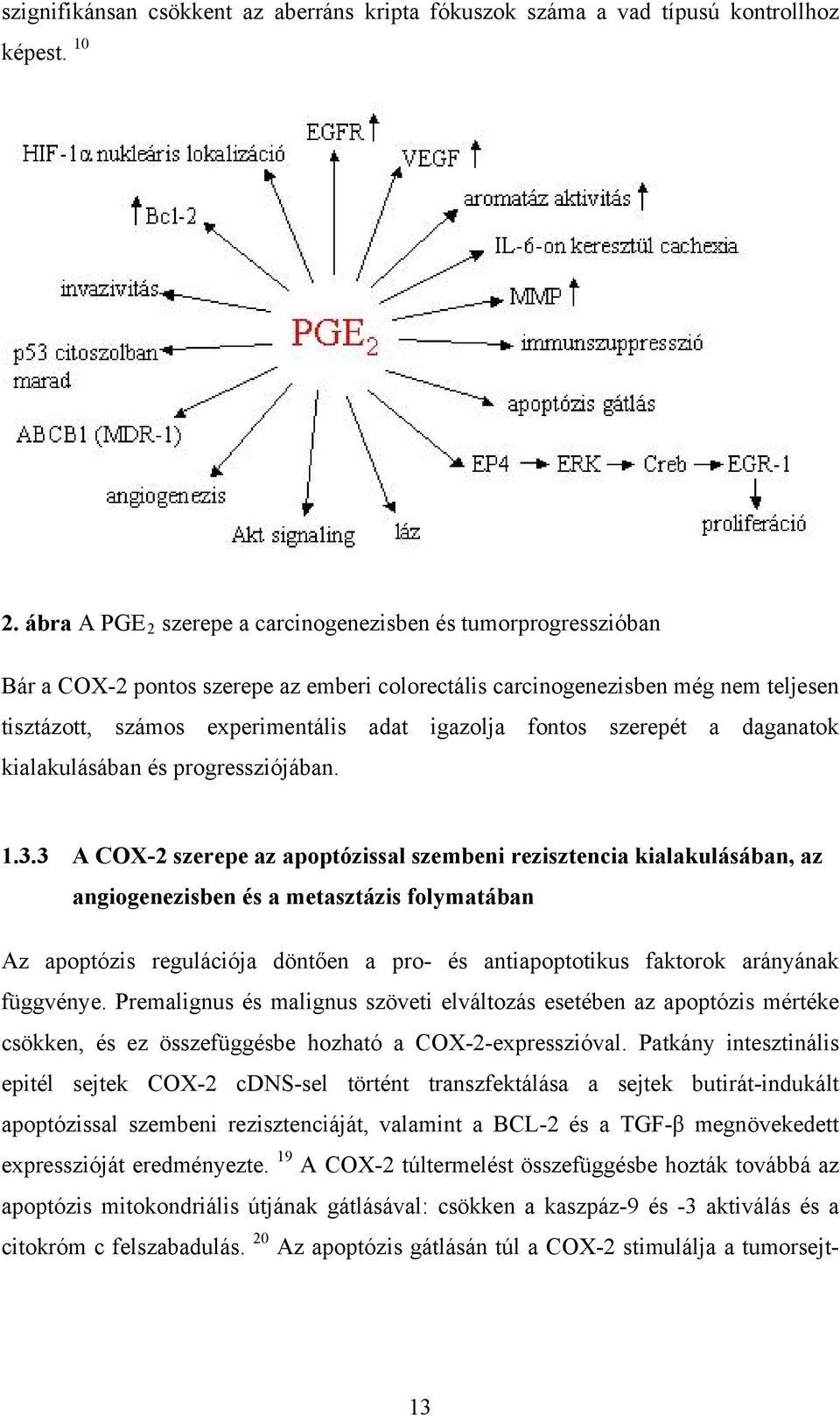 fontos szerepét a daganatok kialakulásában és progressziójában. 1.3.