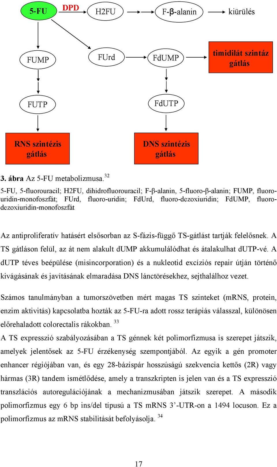 fluorodezoxiuridin-monofoszfát Az antiproliferatív hatásért elsősorban az S-fázis-függő TS-gátlást tartják felelősnek.