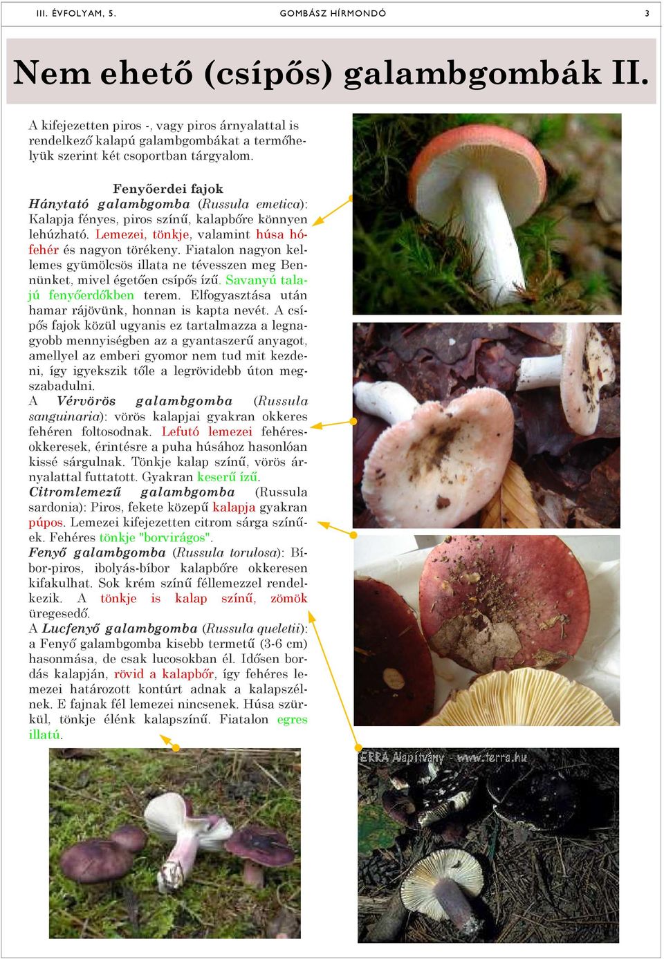 Fenyőerdei fajok Hánytató galambgomba (Russula emetica): Kalapja fényes, piros színű, kalapbőre könnyen lehúzható. Lemezei, tönkje, valamint húsa hófehér és nagyon törékeny.