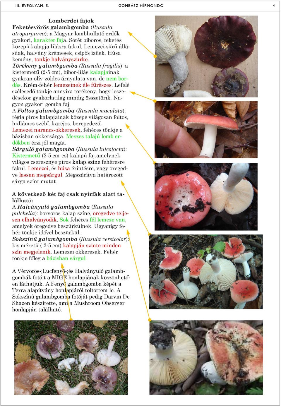 Törékeny galambgomba (Russula fragilis): a kistermetű (2-5 cm), bíbor-lilás kalapjainak gyakran olív-zöldes árnyalata van, de nem bordás. Krém-fehér lemezeinek éle fűrészes.