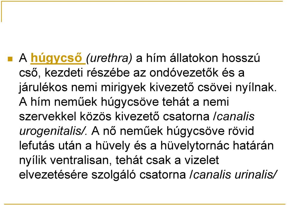 A hím neműek húgycsöve tehát a nemi szervekkel közös kivezető csatorna /canalis urogenitalis/.