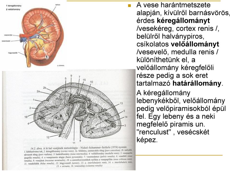 velőállomány kéregfelőli része pedig a sok eret tartalmazó határállomány.