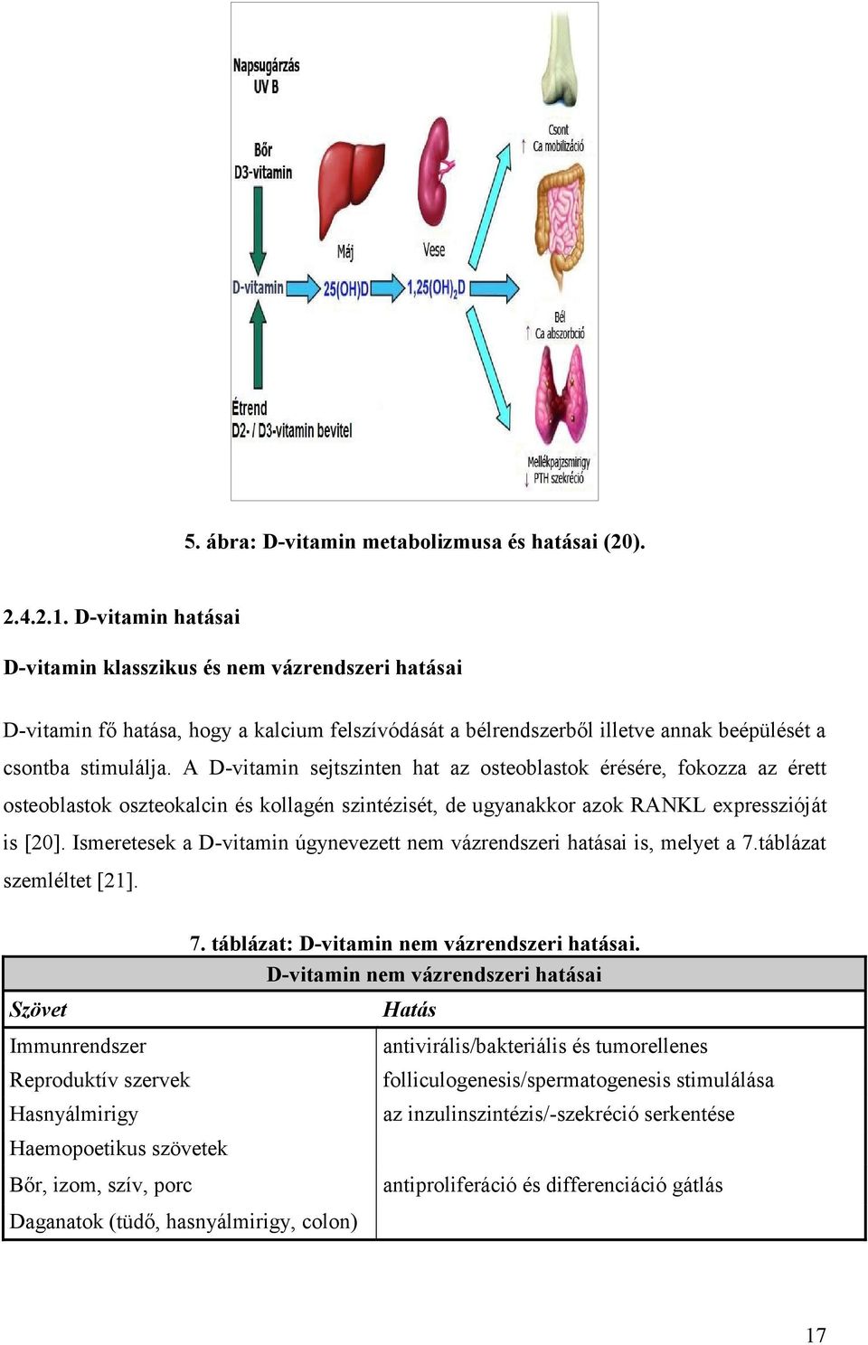 A D-vitamin sejtszinten hat az osteoblastok érésére, fokozza az érett osteoblastok oszteokalcin és kollagén szintézisét, de ugyanakkor azok RANKL expresszióját is [20].