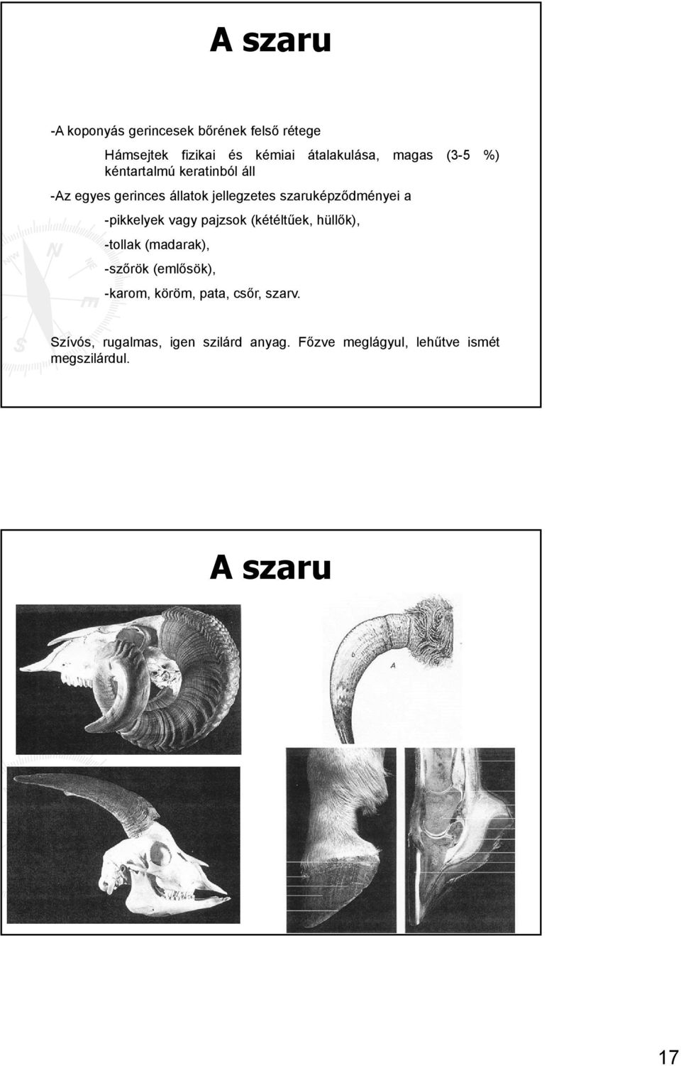 -pikkelyek vagy pajzsok (kétéltűek, hüllők), -tollak (madarak), -szőrök (emlősök), -karom, köröm,