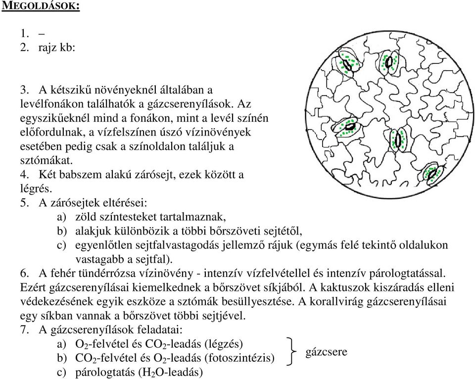 Két babszem alakú zárósejt, ezek között a légrés. 5.