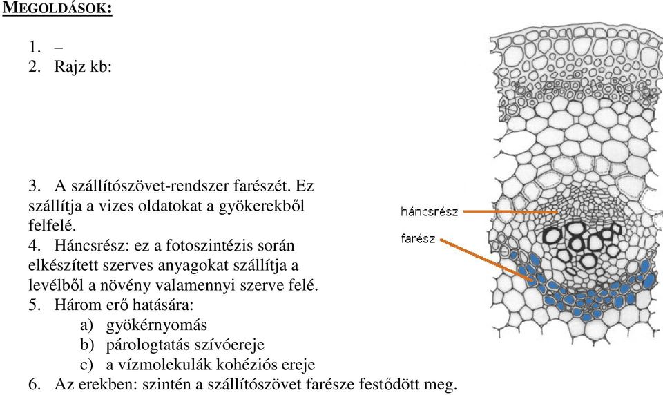 Háncsrész: ez a fotoszintézis során elkészített szerves anyagokat szállítja a levélből a növény