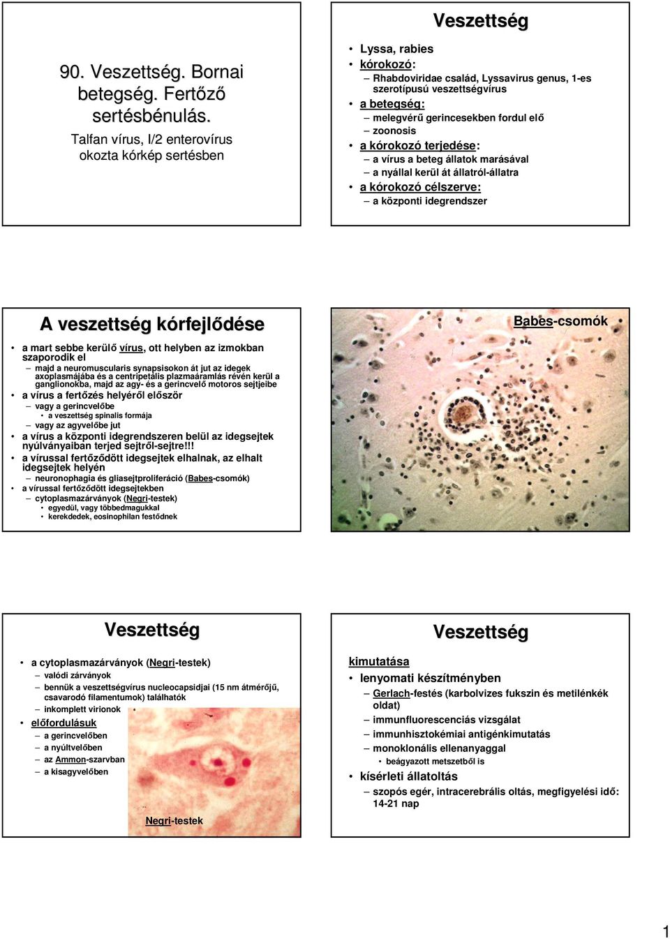 elı zoonosis a kórokozó terjedése: a vírus a beteg állatok marásával a nyállal kerül át állatról-állatra a kórokozó célszerve: a központi idegrendszer A veszettség g kórfejlk rfejlıdése a mart sebbe