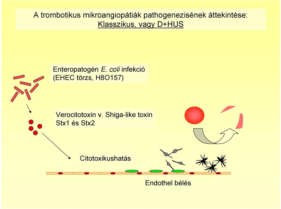 coli infekció (EHEC törzs, H8O157) Verocitotoxin v.