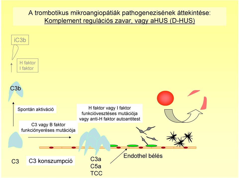 C3 vagy B faktor funkciónyeréses mutációja H faktor vagy I faktor