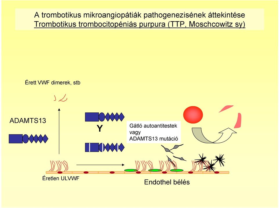 Moschcowitz sy) Érett VWF dimerek, stb ADAMTS13 Y Gátló