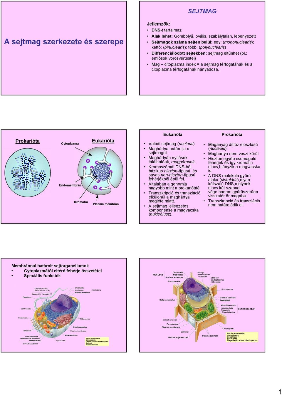 A sejtmag szerkezete és szerepe - PDF Ingyenes letöltés