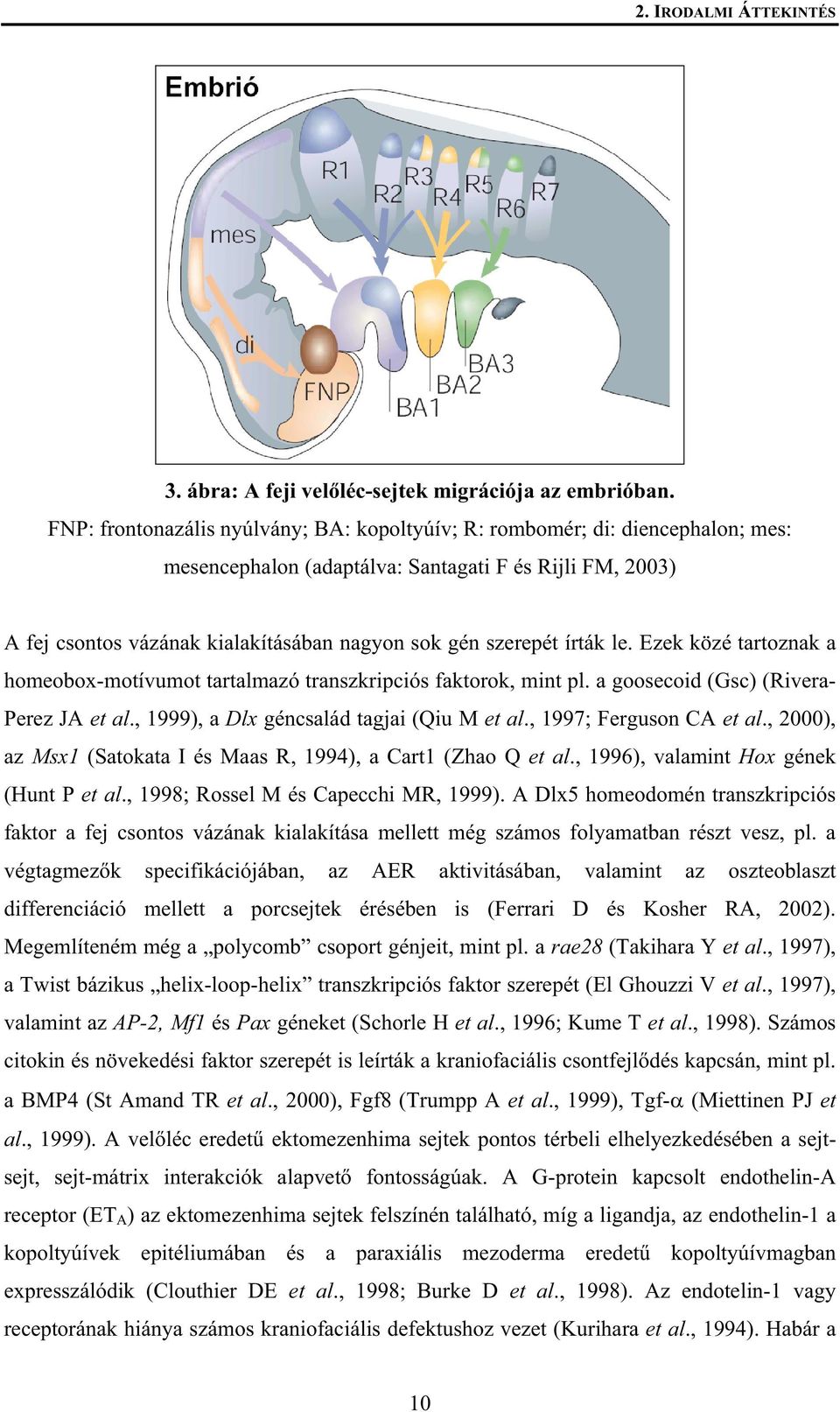 írták le. Ezek közé tartoznak a homeobox-motívumot tartalmazó transzkripciós faktorok, mint pl. a goosecoid (Gsc) (Rivera- Perez JA et al., 1999), a Dlx géncsalád tagjai (Qiu M et al.