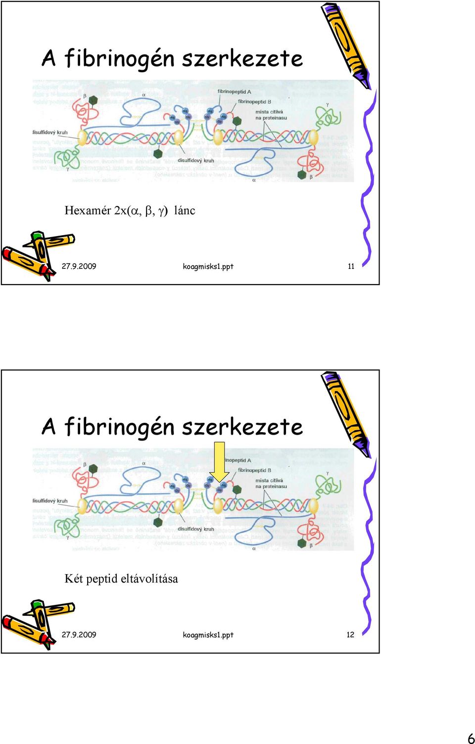 ppt 11 A fibrinogén szerkezete Két