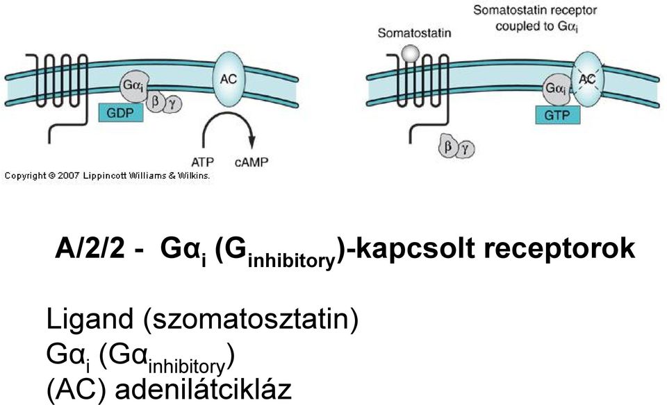 (szomatosztatin) Gα i (Gα